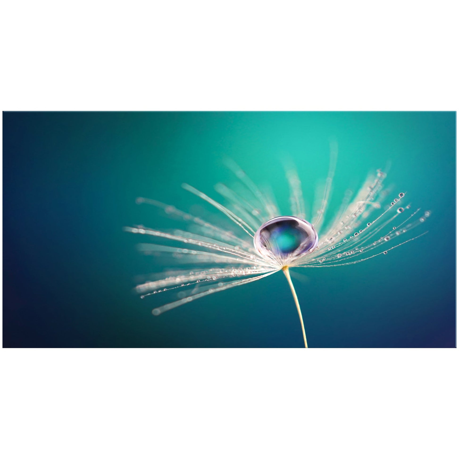 Quadro in plexiglass o vetro con un soffione delicato ed una goccia d’acqua sopra di esso, simbolo di leggerezza e libertà.